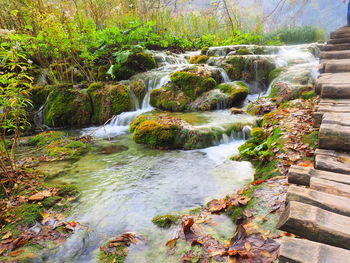 Scenic view of waterfall in forest