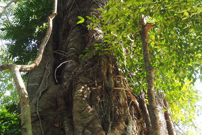 Low angle view of trees in forest