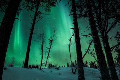 Trees in forest during winter