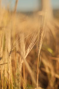 Close-up of wheat