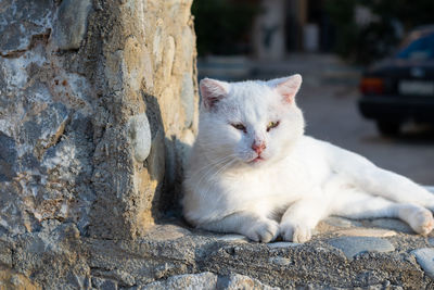 Close-up of a cat looking away