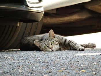 One cat with selective focus posing on the ground directly looking at camera