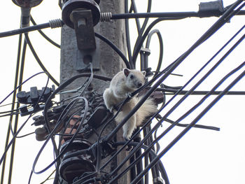 Low angle view of bird perching