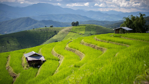 Scenic view of agricultural field against mountains