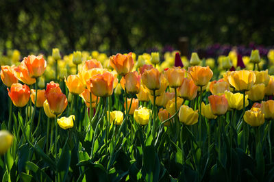 Close-up of orange flowers blooming on field
