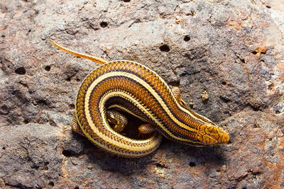 High angle view of lizard on rock