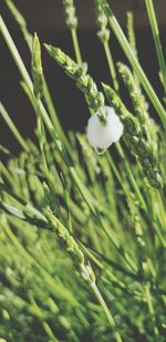 Close-up of fresh green plant on field