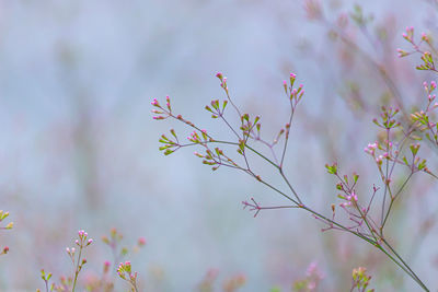 Low angle view of flowering plant against blurred background