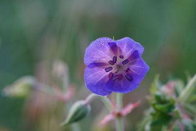 Close-up of purple flowering plant