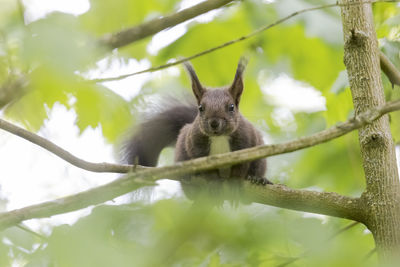 A squirrel sits between green leaves on a branch