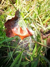 Close-up of mushroom growing on field