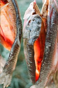 Close-up of dried fish