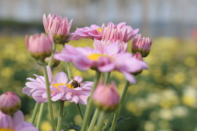 Close-up of insect on pink flower