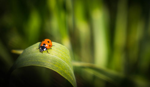 Close-up of ladybug on leaf