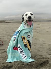 Close-up of dog on beach against sky