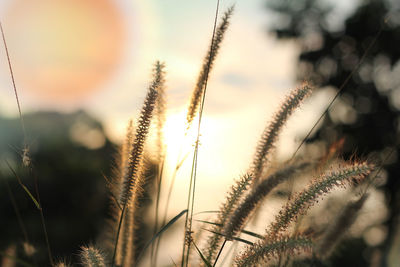 Close-up of reeds growing in field against sky