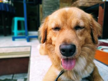 Close-up portrait of dog