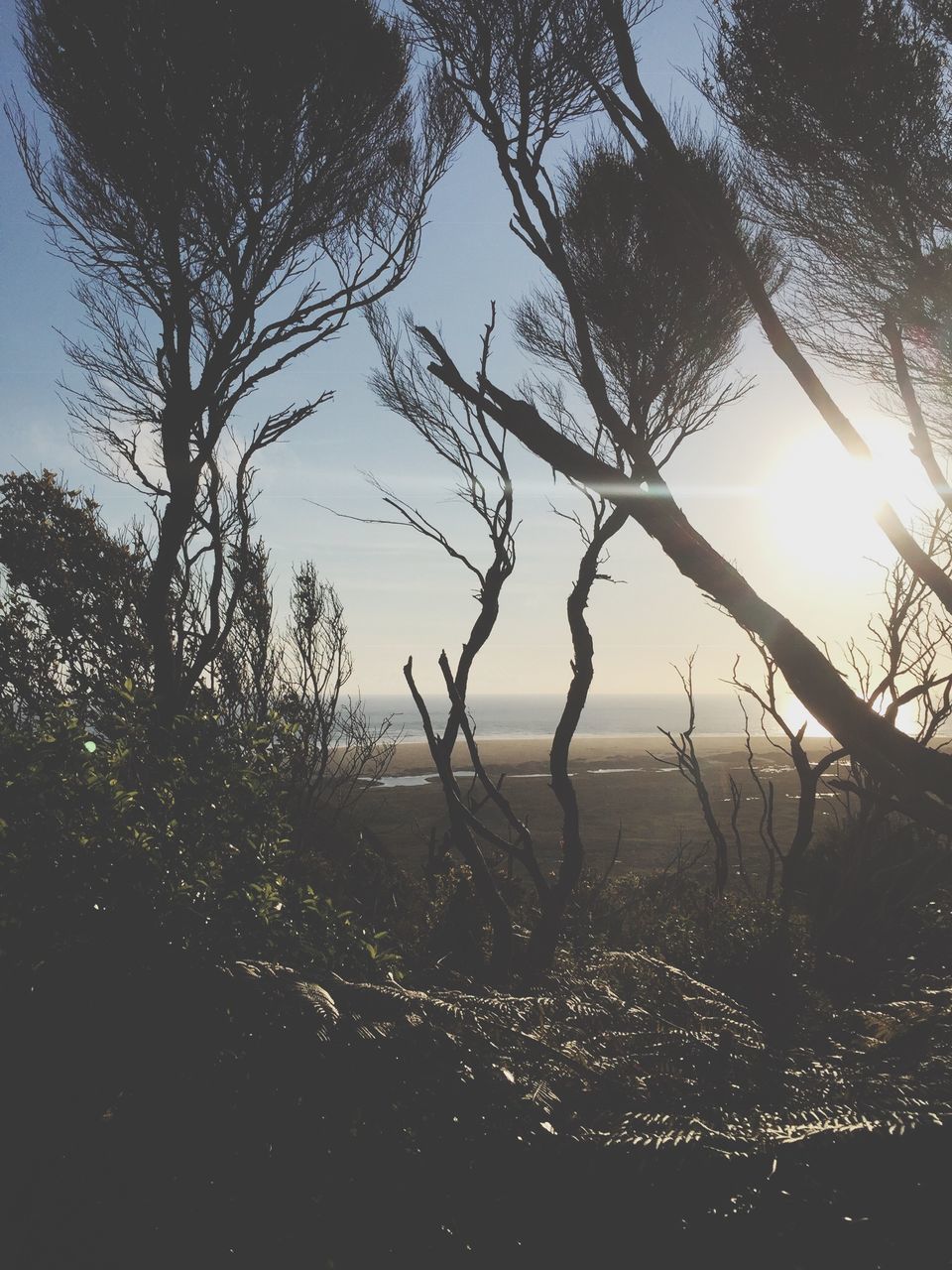 SCENIC VIEW OF SILHOUETTE TREES ON FIELD AGAINST SKY