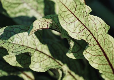 Close-up of leaves