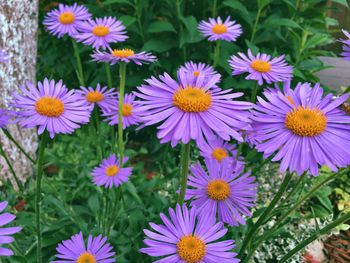 Close-up of purple daisy blooming outdoors