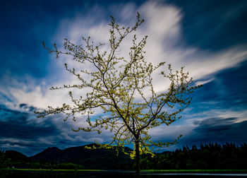 Scenic view of tree and mountains against blue sky