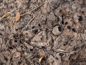High angle view of a lizard