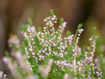 Close-up of purple flowering plants on field