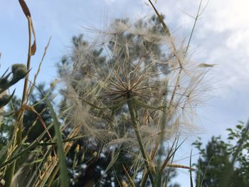 Close-up of wilted dandelion against sky