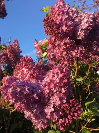 Close-up of pink flowers