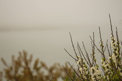 Close-up of plants against sky