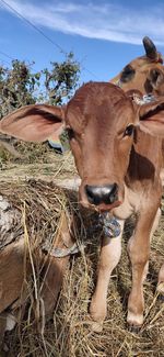 Portrait of cow on field