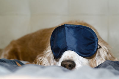 Close-up of dog with eye mask sleeping on bed