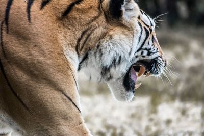 Close-up of tiger yawning