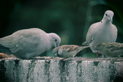 Close-up of birds perching on retaining wall