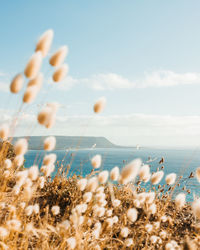 Close-up of plants by sea against sky