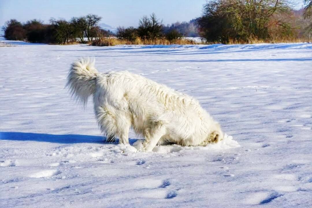 WHITE DOG IN SNOW