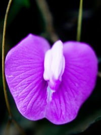 Close-up of flower blooming outdoors