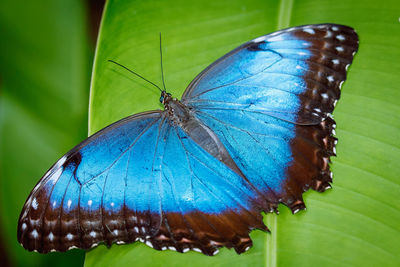 Butterfly on leaf