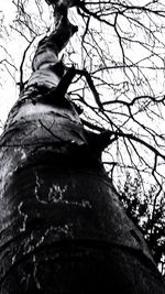 Low angle view of tree against sky