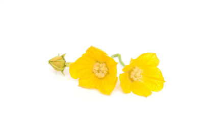 Close-up of yellow rose against white background