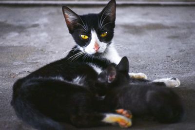 Portrait of black cat