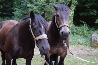 Horses standing against trees