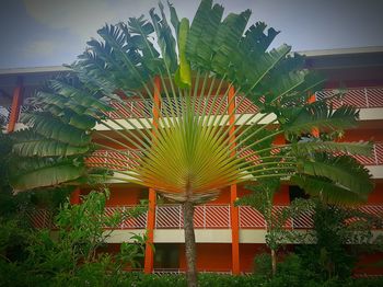 Palm tree against sky