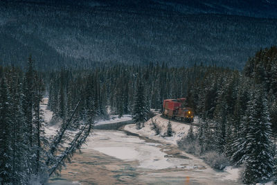 Snow covered land and trees in forest