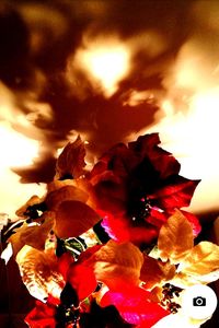 Close-up of flowers against sky