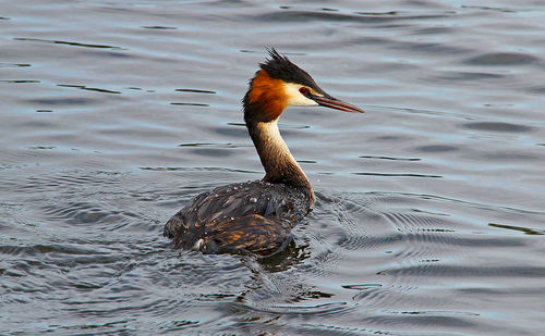 Bird swimming in a lake