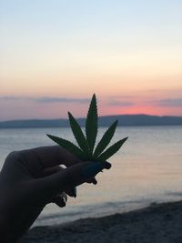 Cropped hand of woman holding cannabis plant at beach during sunset