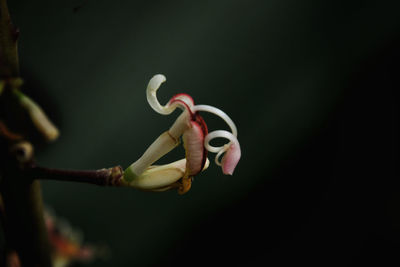 Close-up of rose against black background