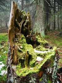 Trees in forest