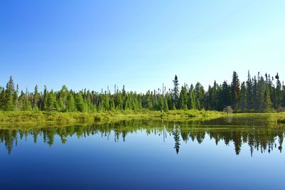 Scenic view of trees against clear sky with reflection on lake